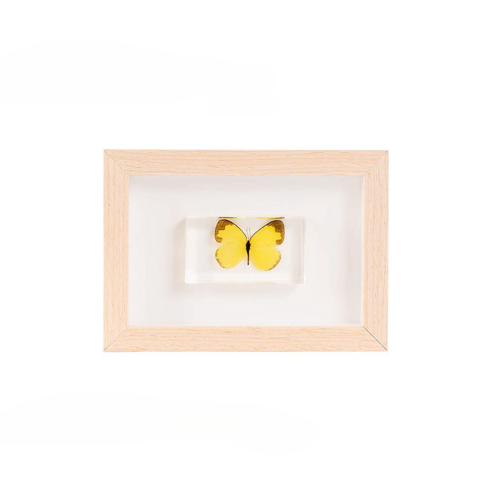 Specimen Photo Frame – MoreFun